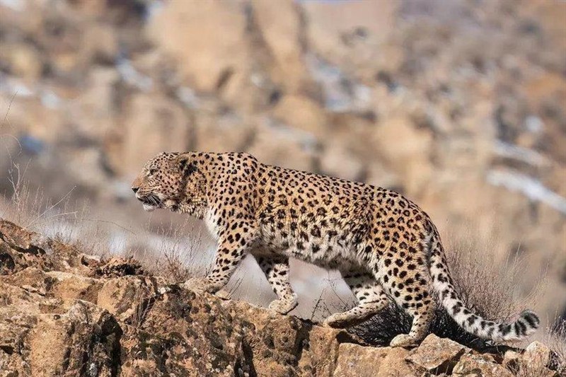 ببینید| ثبت تصویری زیبا از حیات وحش/ تداوم نسل پلنگ ایرانی